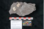 Foto (Objekt + Etikett) von Calamites communis Ettingshausen (NHMW-GEO-2024-0188-10980)